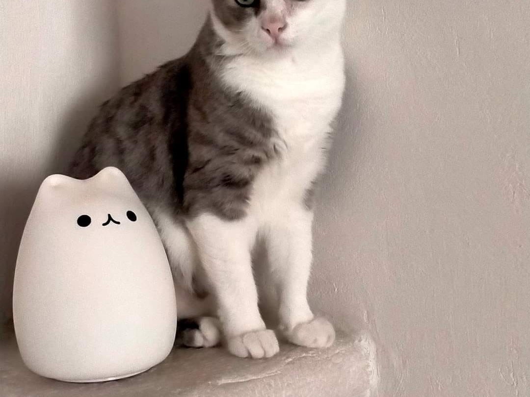 Adotta un gatto, femmina, 3 anni  e 6 mesi , Bari