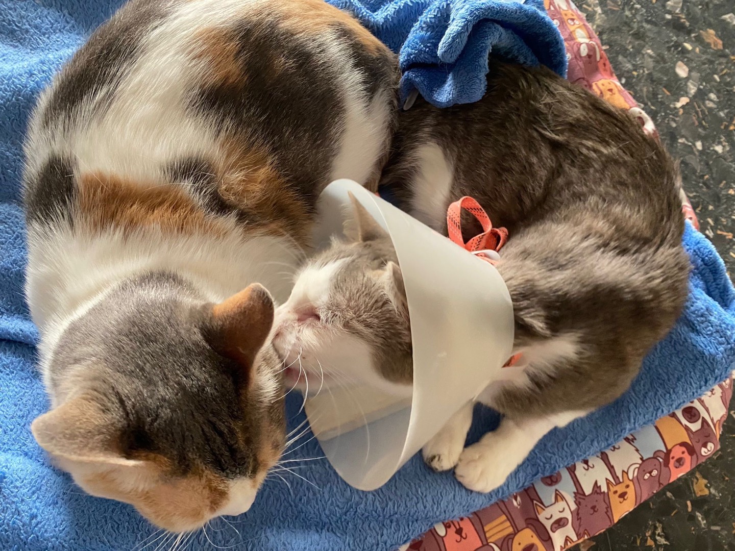 Adotta un gatto, taglia non valida, femmina, Bari