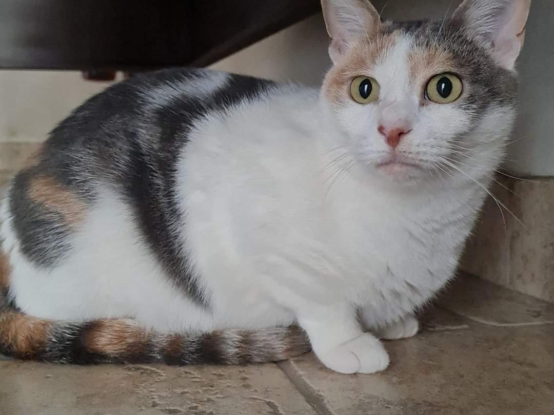 Vuoi adottare un gatto a Bari?
