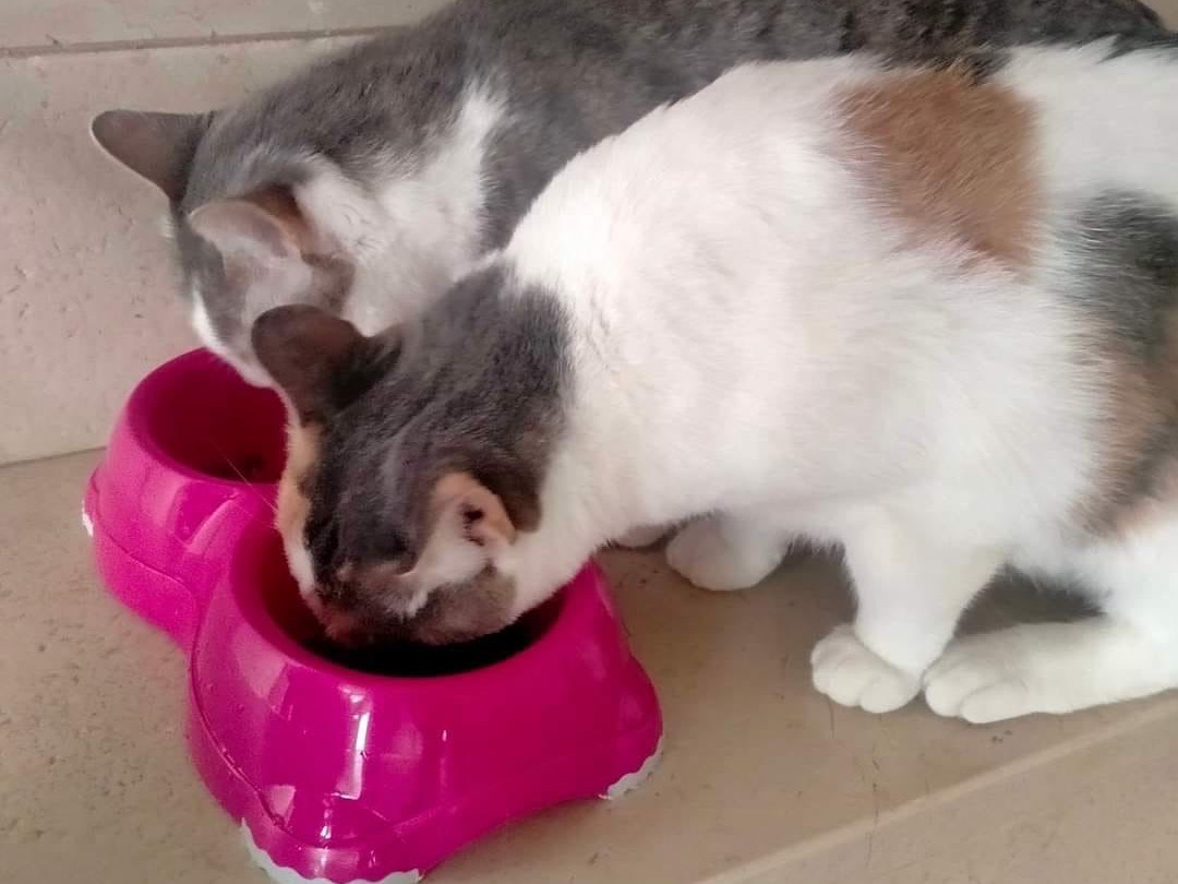 Adotta il gatto Sissi a Bari