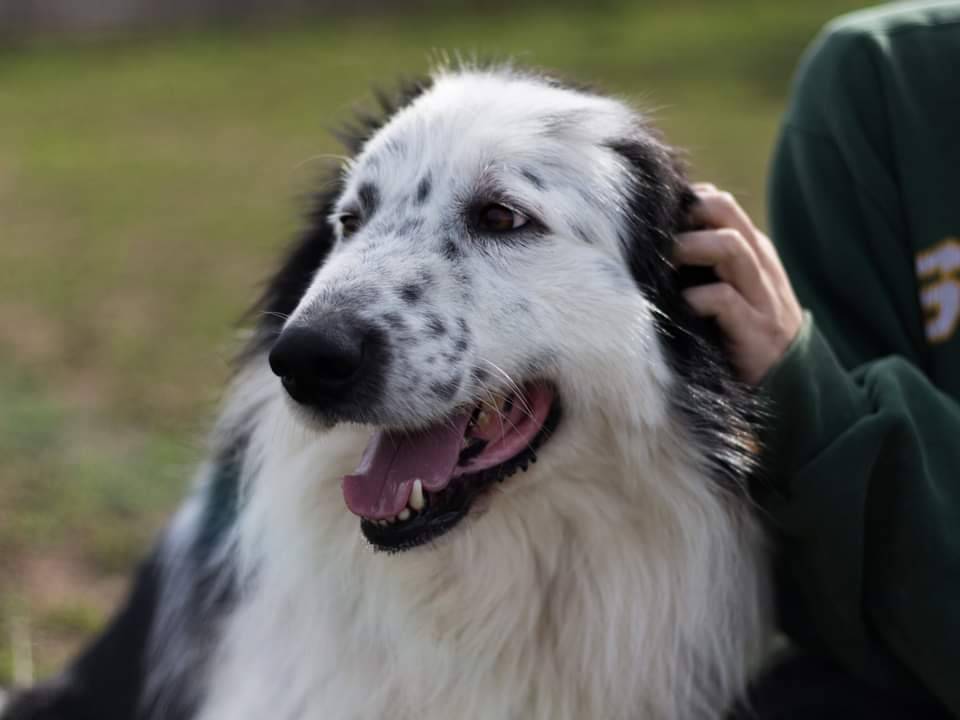 Foto dell'animale
