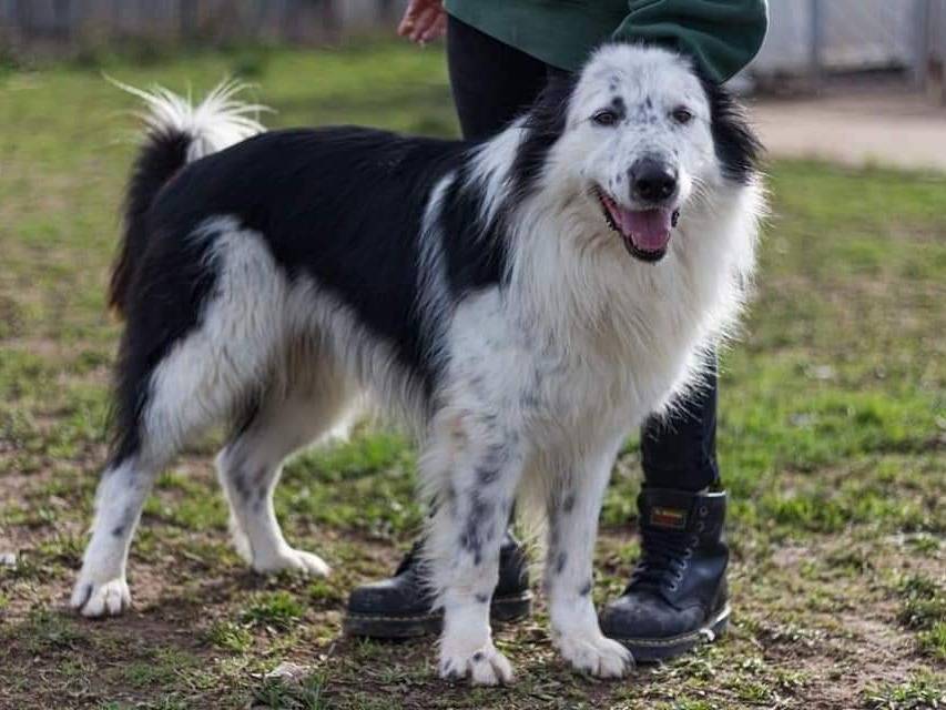 Adotta un cane, maschio, 6 anni  e 5 mesi , Viterbo