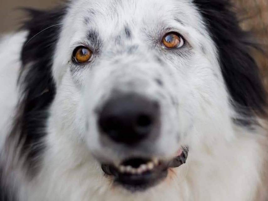 Adotta un cane, taglia grande, maschio, Viterbo