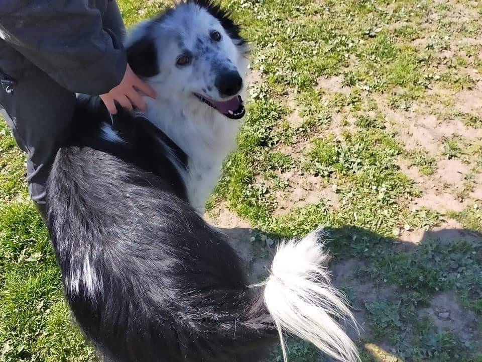 Vuoi adottare un cane a Viterbo?