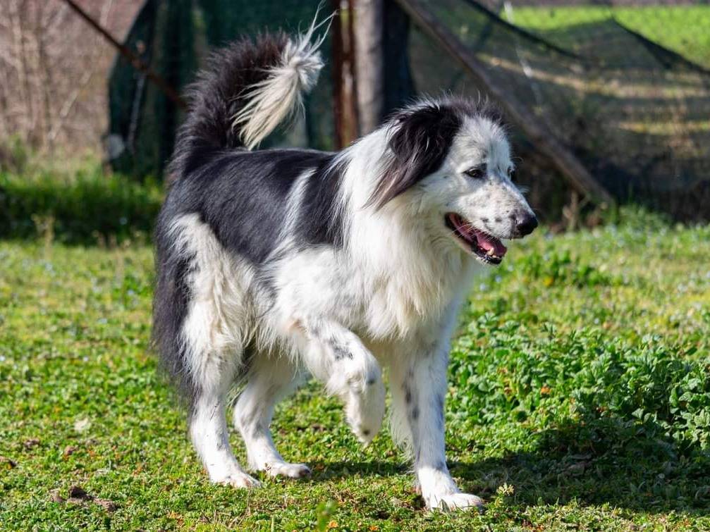 Adotta il cane Teo a Viterbo