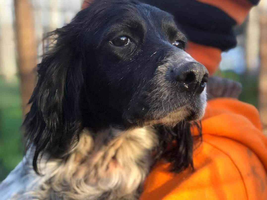 Adozione cane, femmina, Setter Inglese, 10 anni  e 1 mese, taglia media contenuta, Pisa