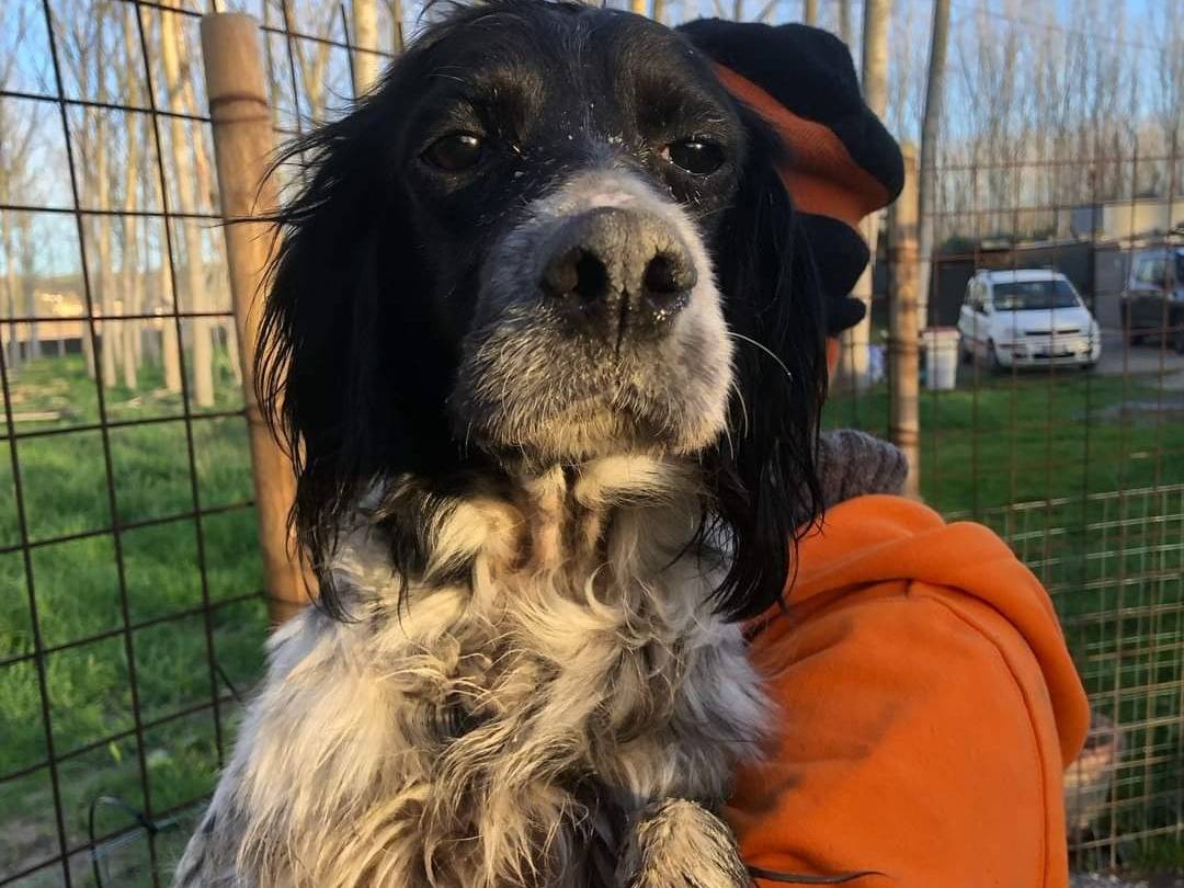 Adotta un cane, femmina, 10 anni  e 3 mesi , Pisa