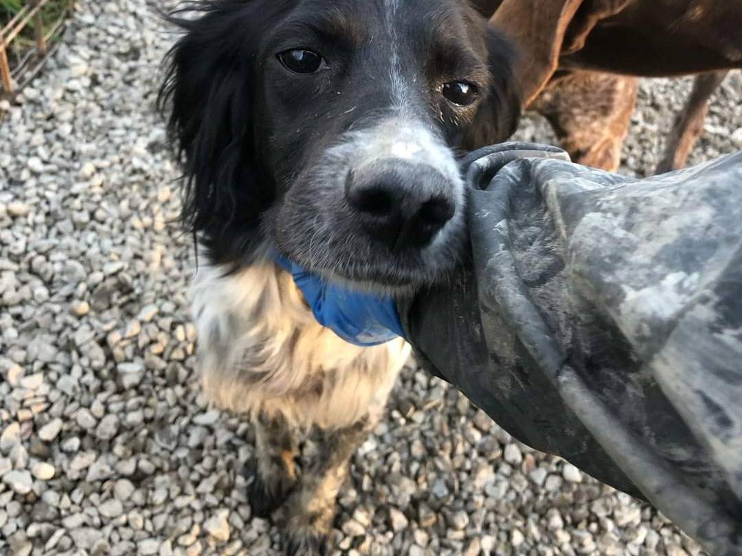 Adotta un cane, taglia media contenuta, femmina, Pisa