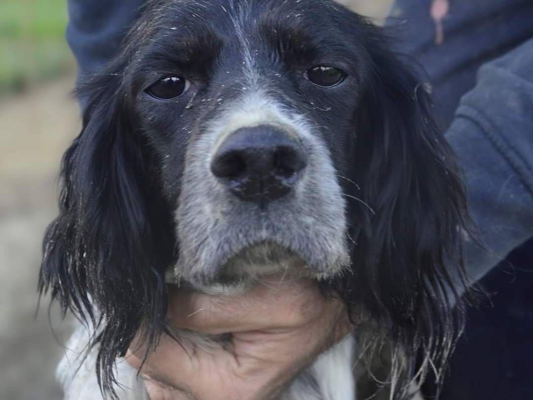 Vuoi adottare un cane a Pisa?