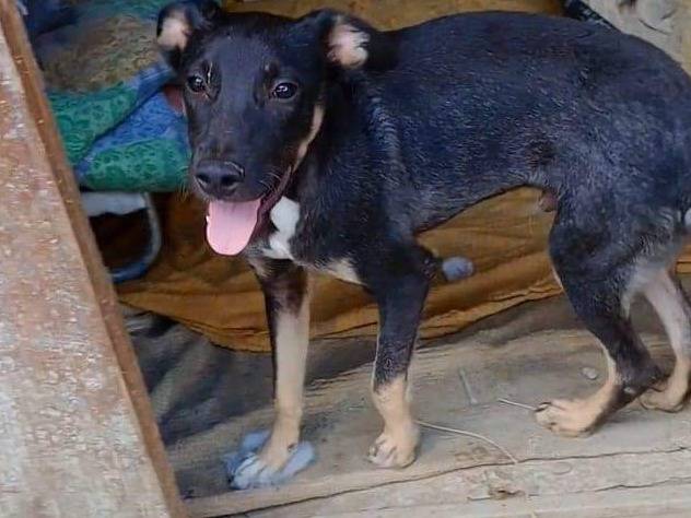 Adozione cane, maschio, meticcio, 9 mesi, taglia piccola, Pisa