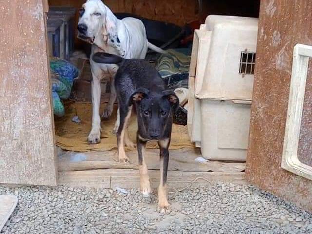 Adotta un cane, maschio, 9 mesi, Pisa