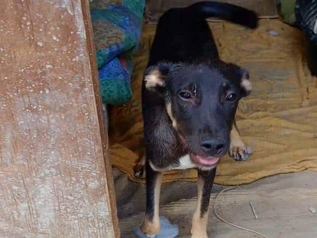 Adotta un cane, taglia piccola, maschio, Pisa