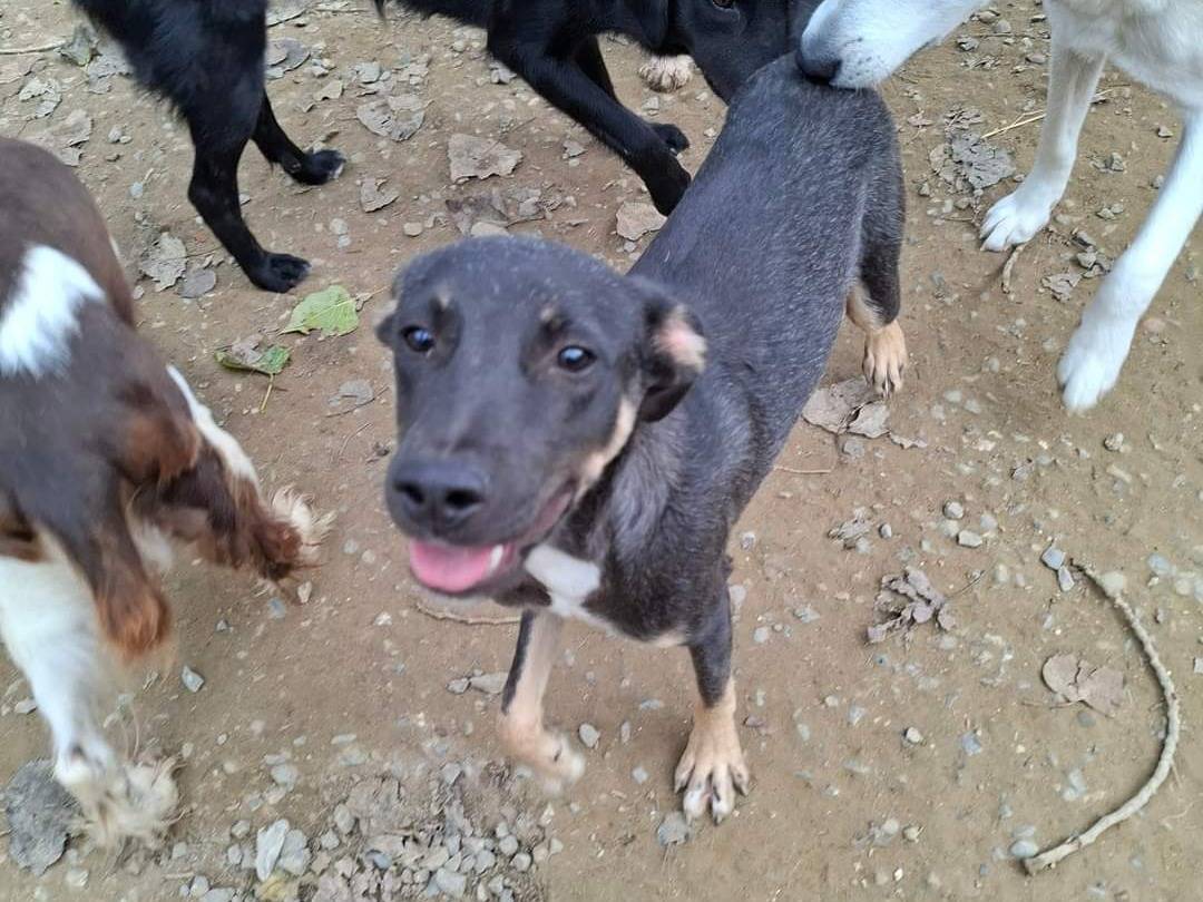 Vuoi adottare un cane a Pisa?