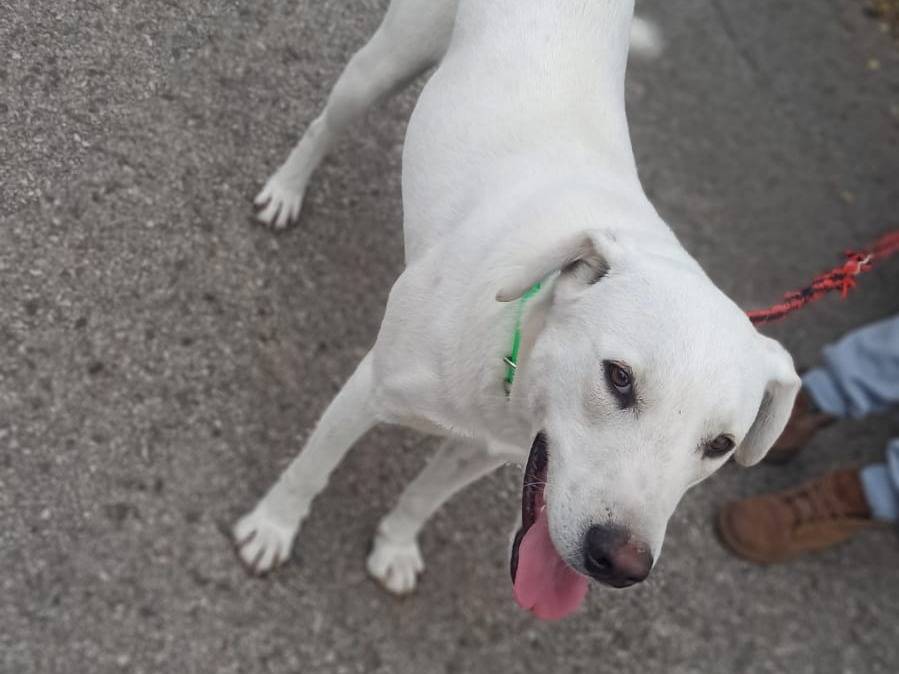 Adotta un cane, maschio, 2 anni  e 4 mesi , Potenza