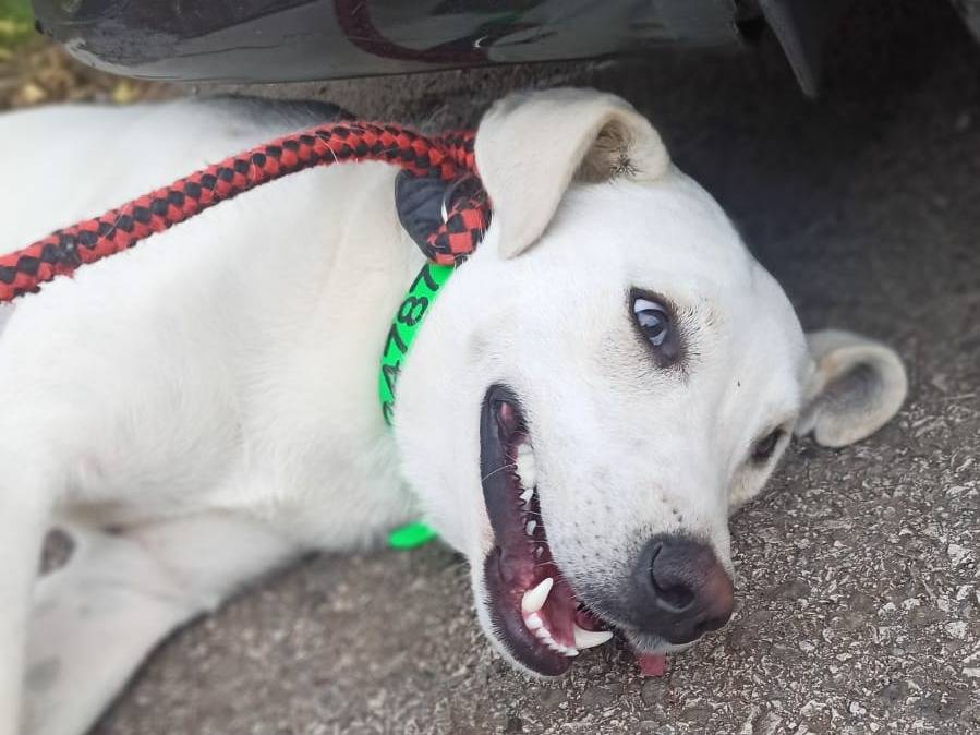 Adotta un cane, taglia media, maschio, Potenza