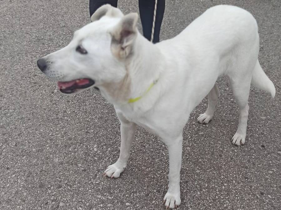 Adotta un cane, femmina, 2 anni  e 4 mesi , Potenza