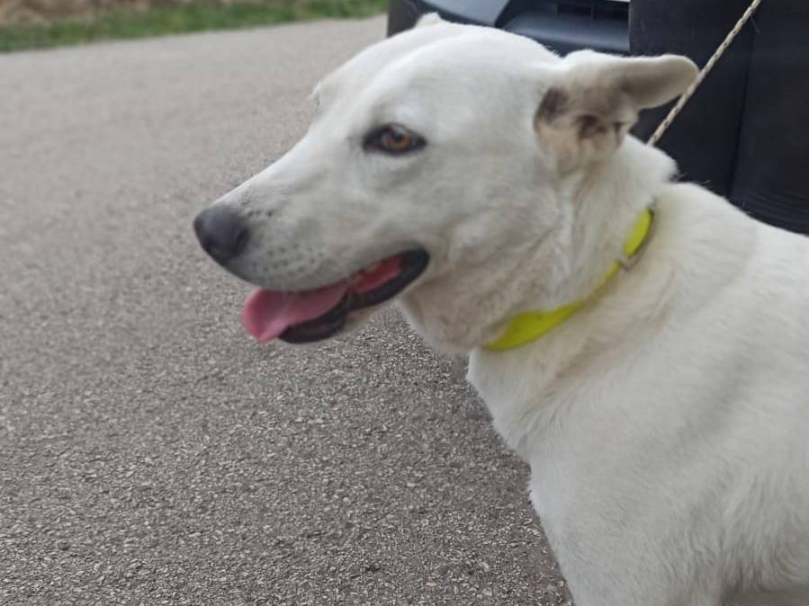Adotta un cane, taglia media, femmina, Potenza