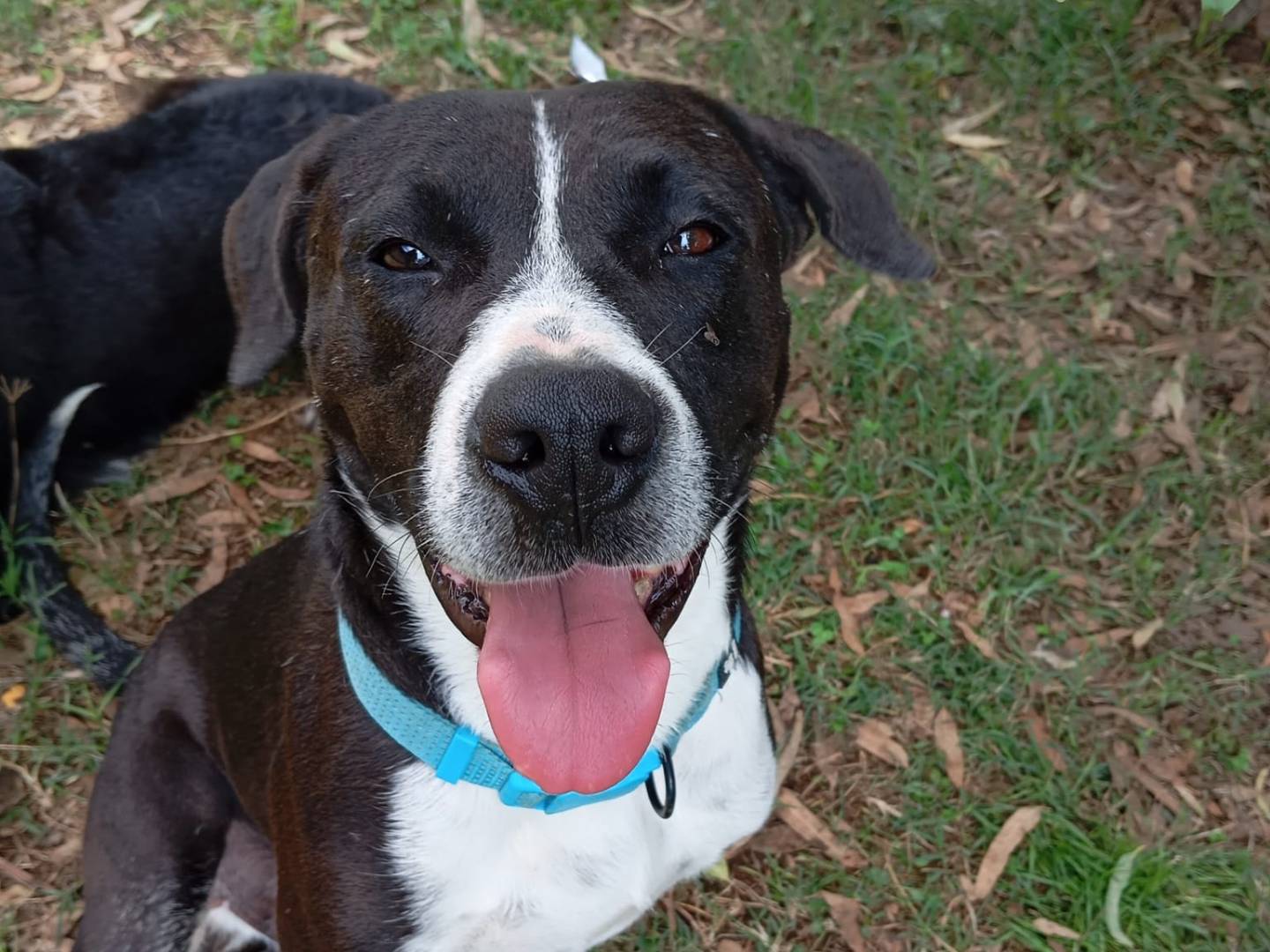 Adotta un cane, maschio, 4 anni  e 10 mesi , Caserta