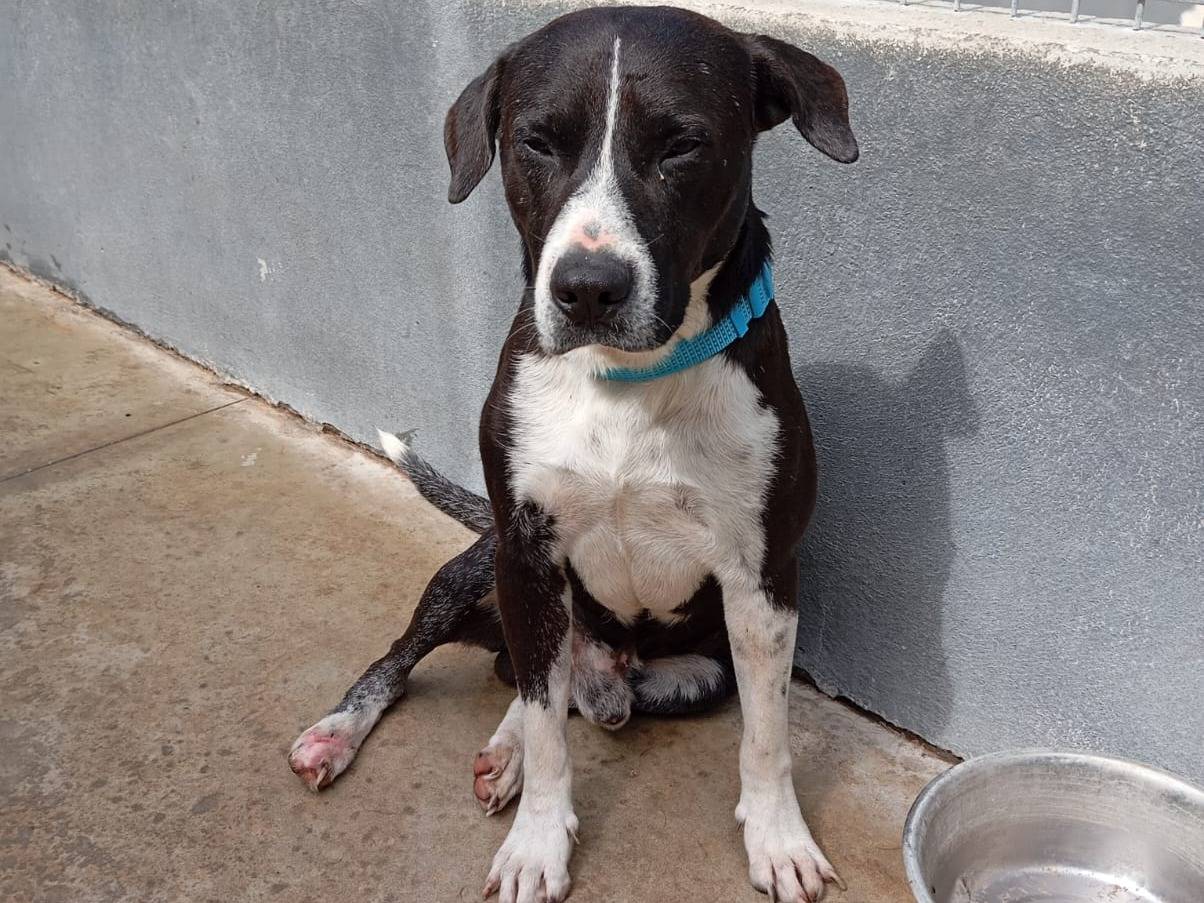 Vuoi adottare un cane a Caserta?