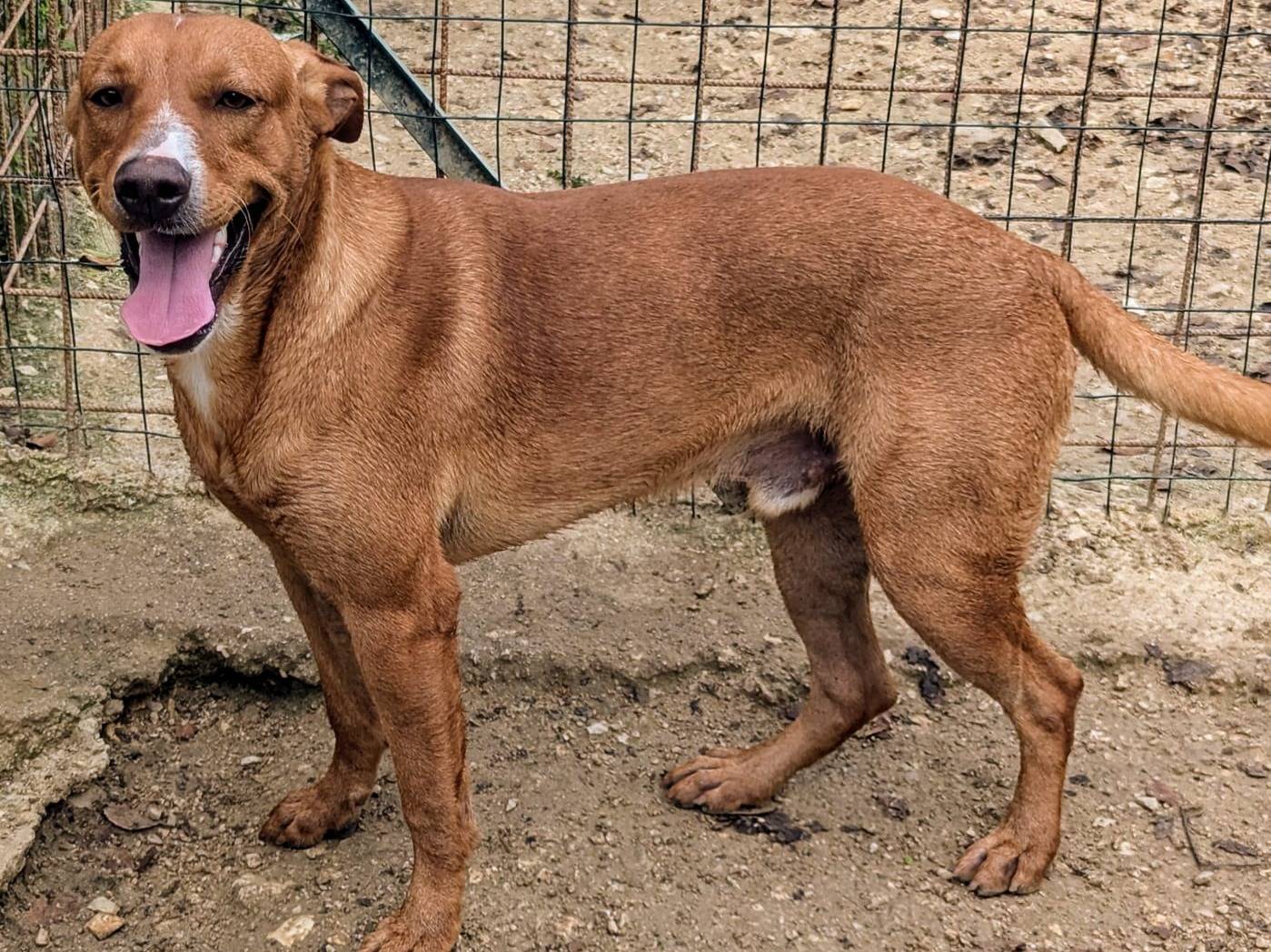 Adotta un cane, maschio, 1 anno e 6 mesi, Frosinone