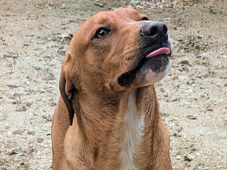 Foto 3 dell'animale