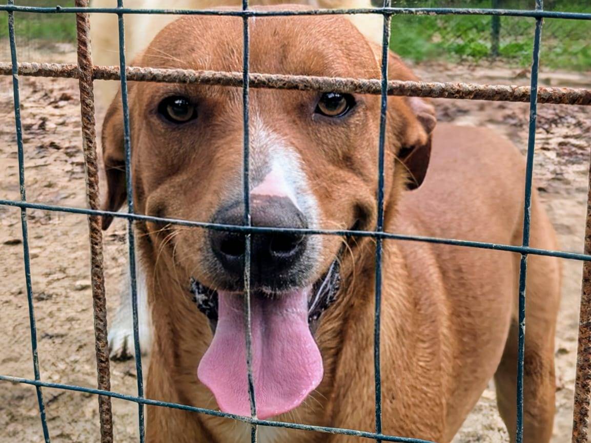 Adotta il cane CORFU a Frosinone