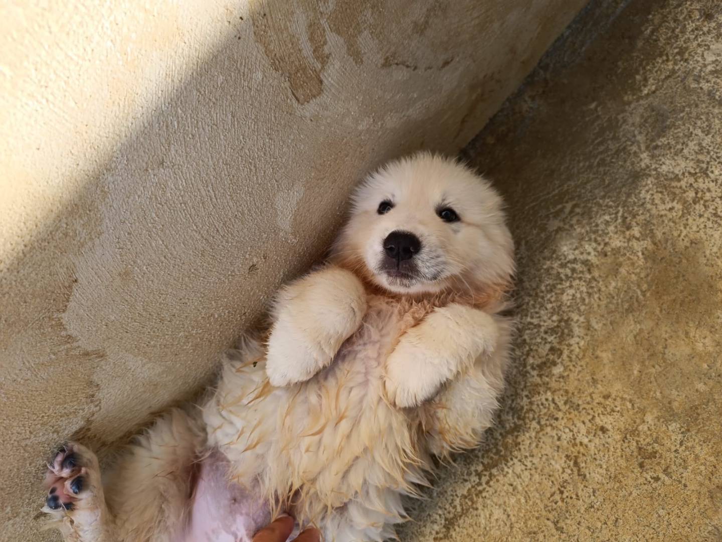 Foto dell'animale