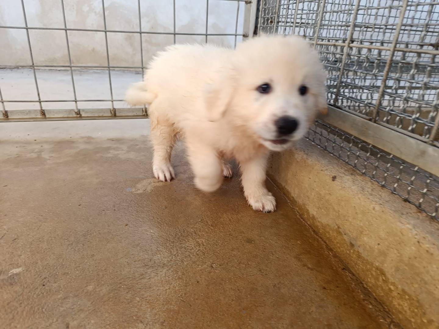 Adotta un cane, maschio, 9 mesi, Caserta