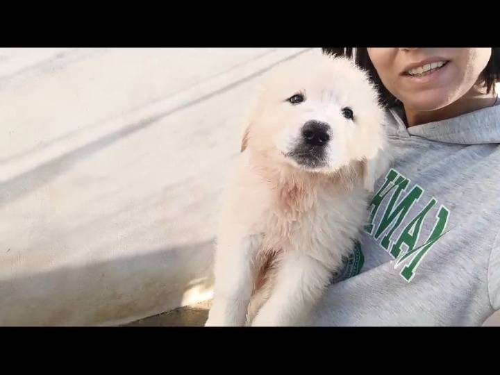 Adotta un cane, taglia grande, maschio, Caserta
