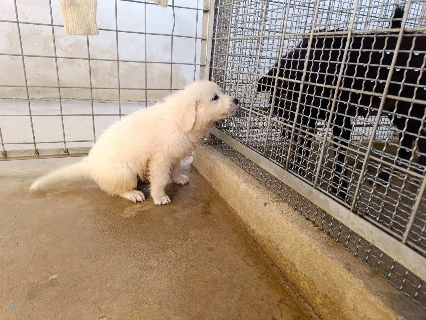 Vuoi adottare un cane a Caserta?