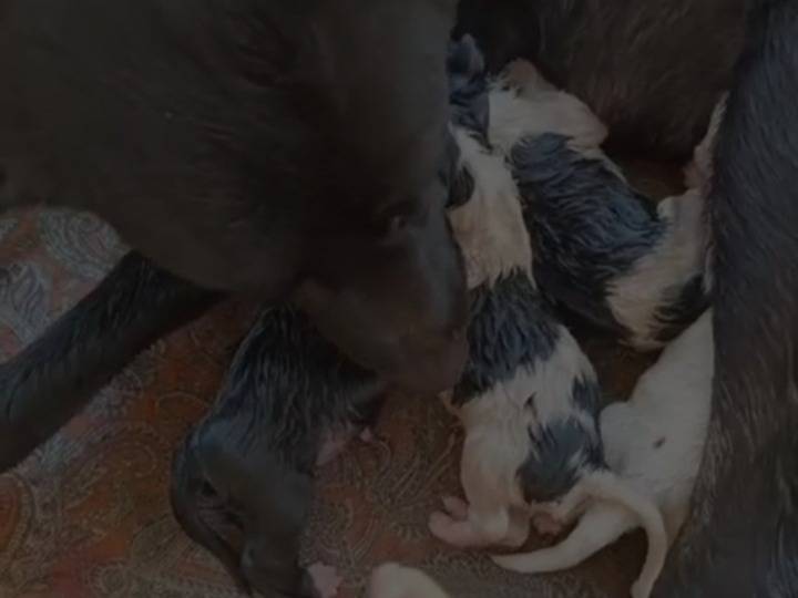 Adotta il cane Max a Caserta