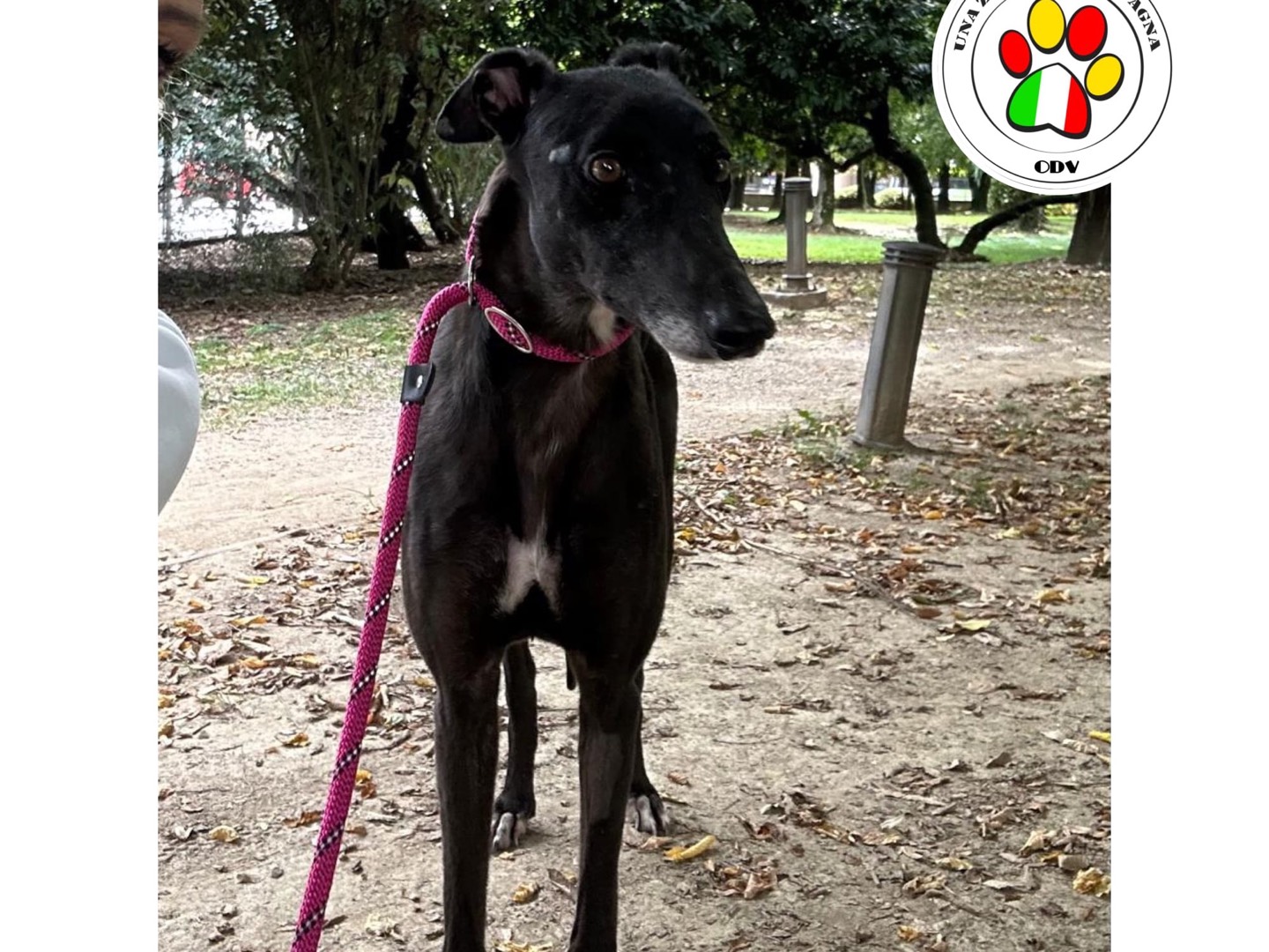 Adozione cane, femmina, Levriero Spagnolo (Galgo), 4 anni e 11 mesi, taglia media, Milano