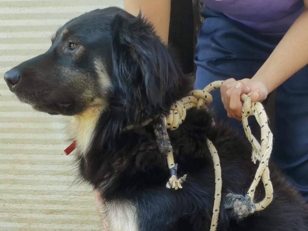 Adotta un cane, maschio, 5 anni  e 4 mesi , Viterbo