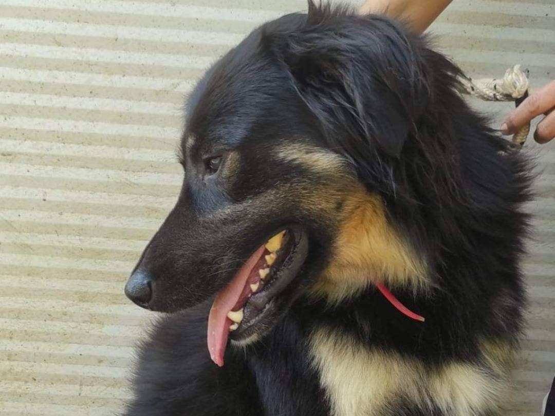 Adotta un cane, taglia media, maschio, Viterbo