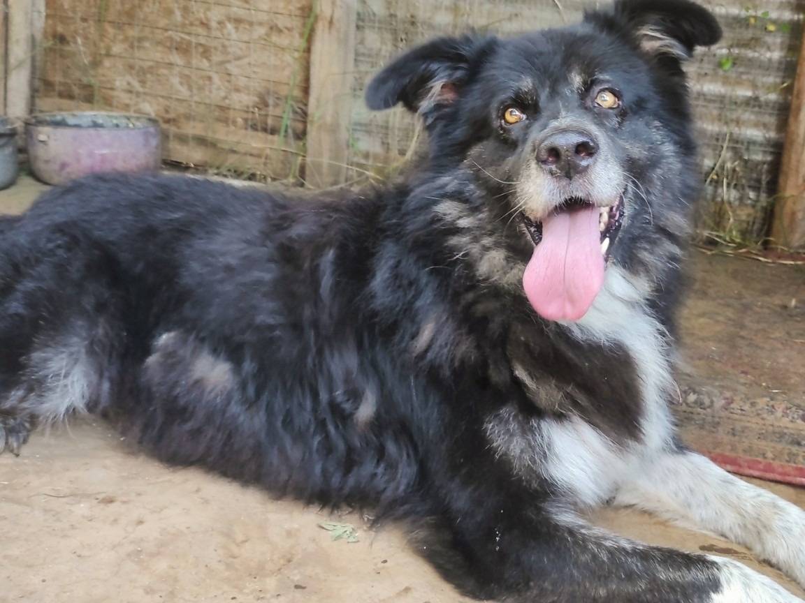 Adotta un cane, maschio, 7 anni  e 5 mesi , Viterbo