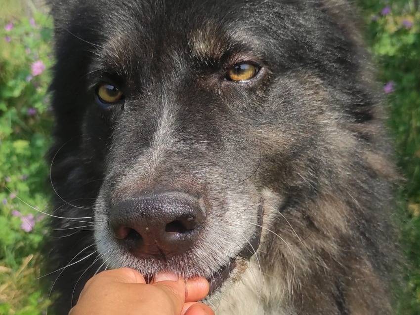 Adotta un cane, taglia gigante, maschio, Viterbo