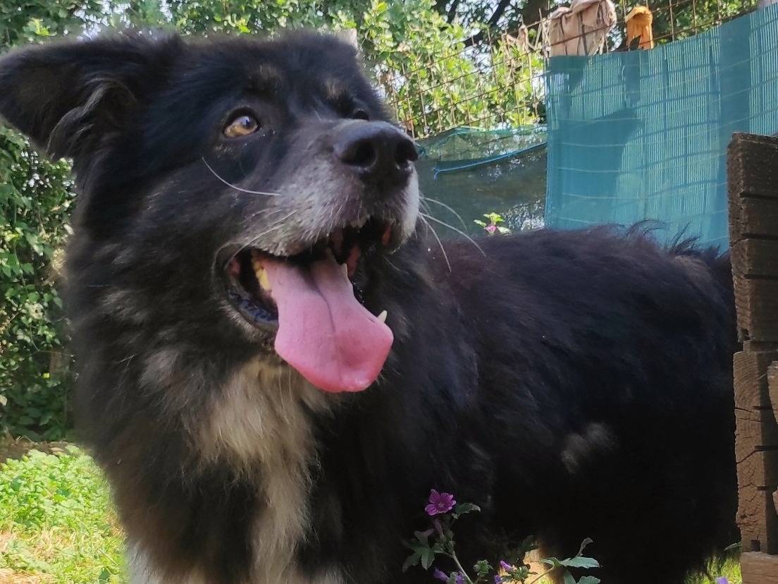 Vuoi adottare un cane a Viterbo?