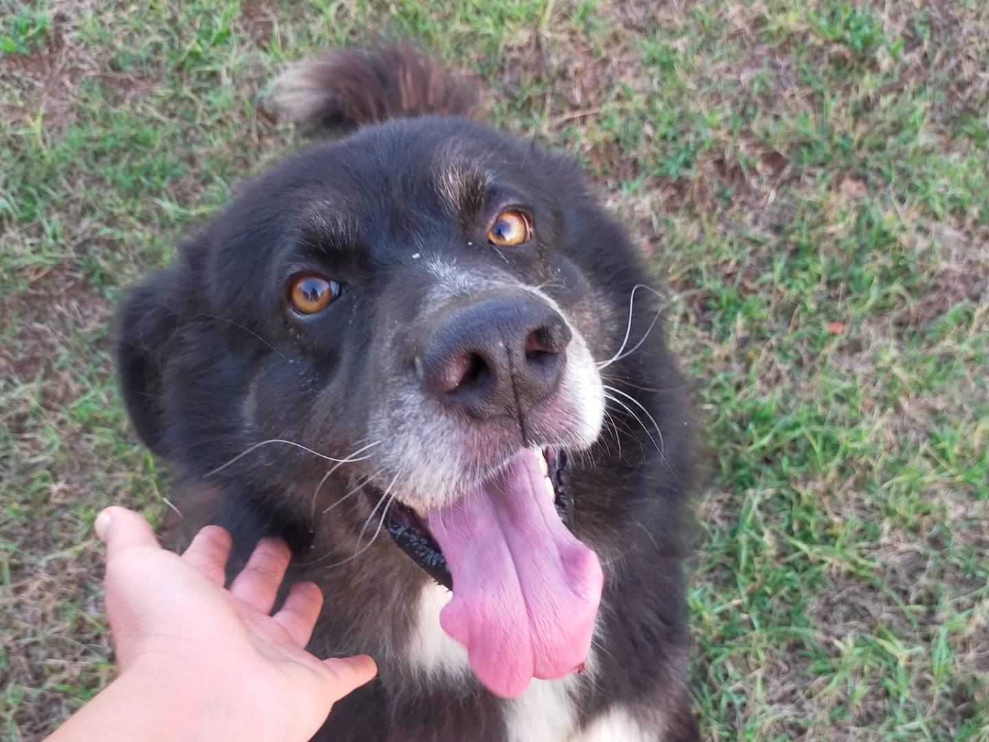 Adotta il cane Tyson a Viterbo