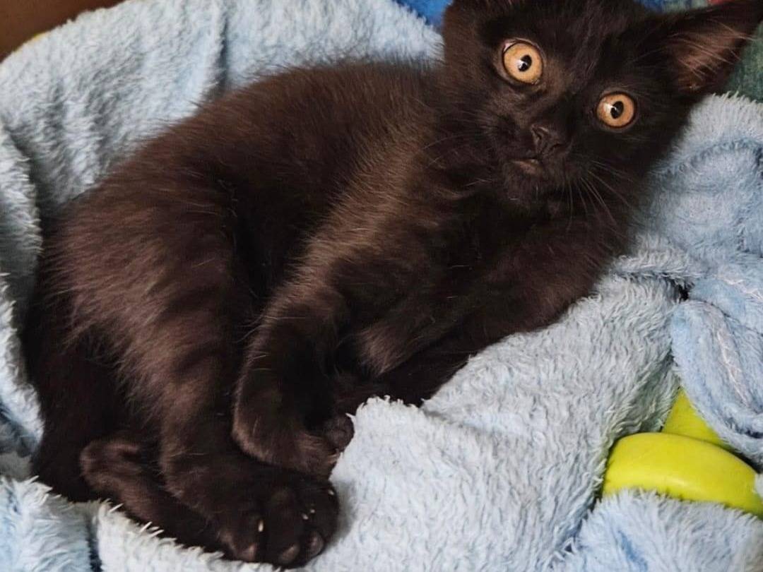 Adozione gatto, maschio, meticcio, 1 anno e 1 mese, taglia non valida, Chieti