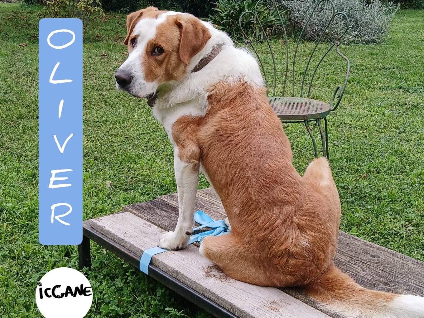 Adozione cane, maschio, meticcio, 4 anni  e 9 mesi , taglia grande, Viterbo