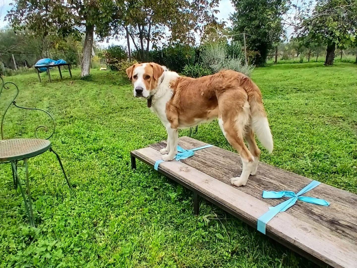 Adotta un cane, maschio, 4 anni  e 9 mesi , Viterbo