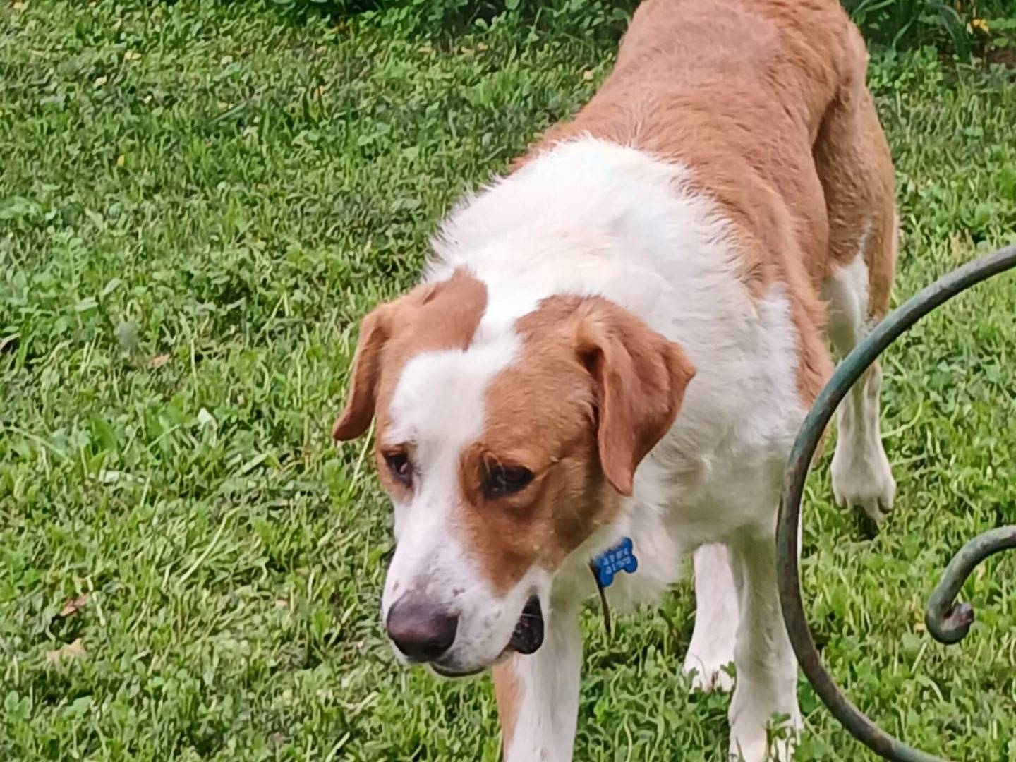 Vuoi adottare un cane a Viterbo?