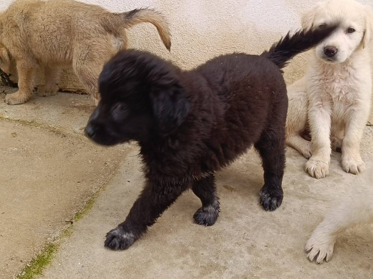 Adotta un cane, femmina, 9 mesi, Caserta