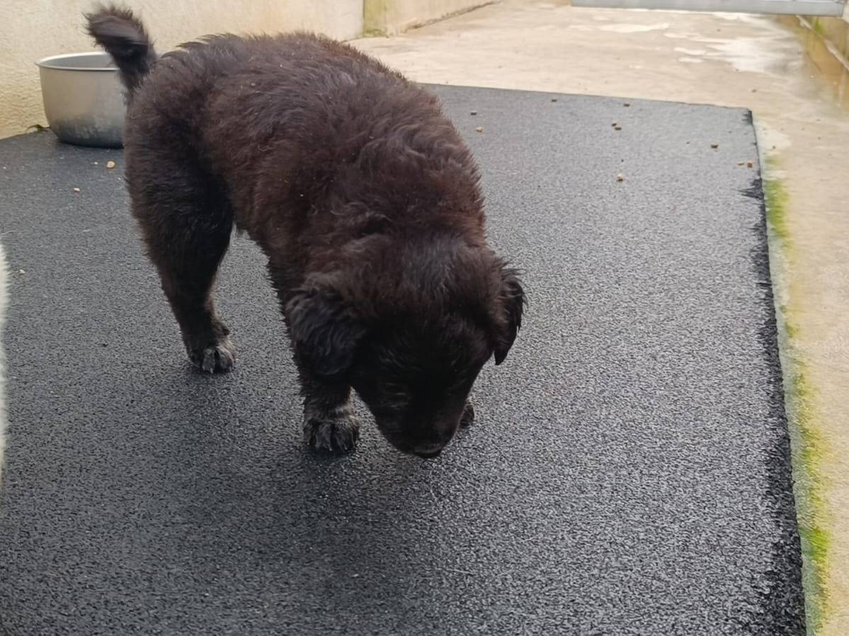Adotta un cane, taglia media, femmina, Caserta