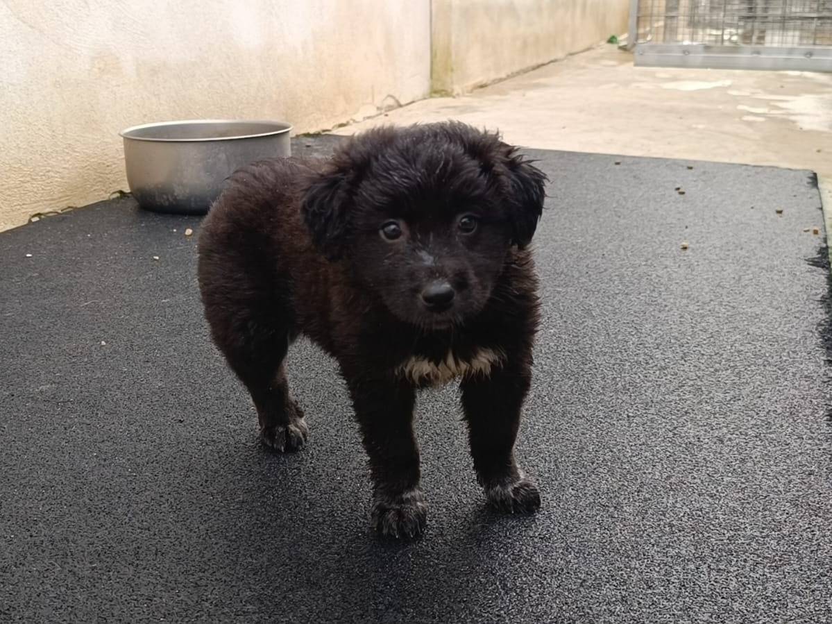 Adotta il cane Lea a Caserta