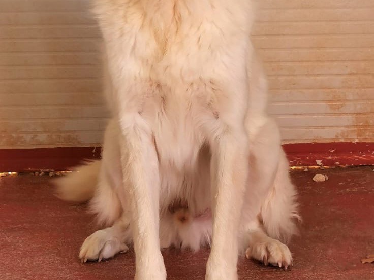 Adozione cane, maschio, meticcio, 3 anni  e 1 mese, taglia grande, Bari
