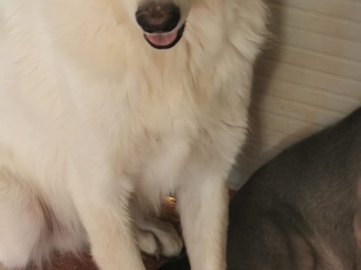 Adotta un cane, maschio, 3 anni  e 1 mese, Bari