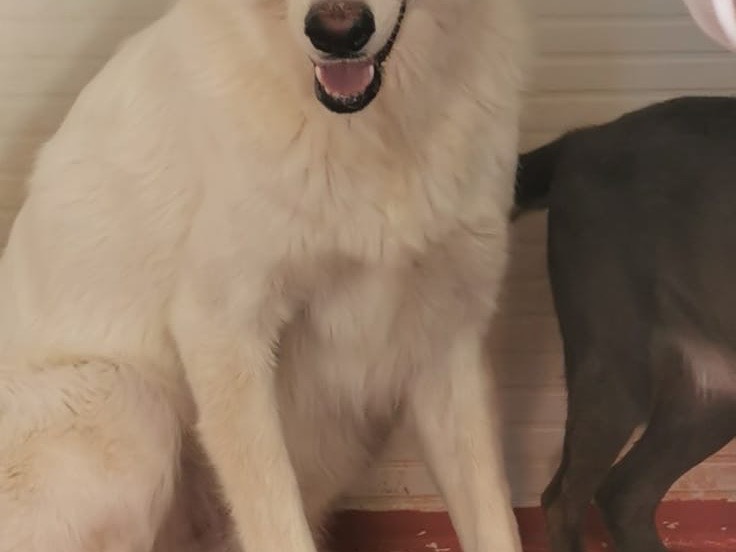 Adotta un cane, taglia grande, maschio, Bari