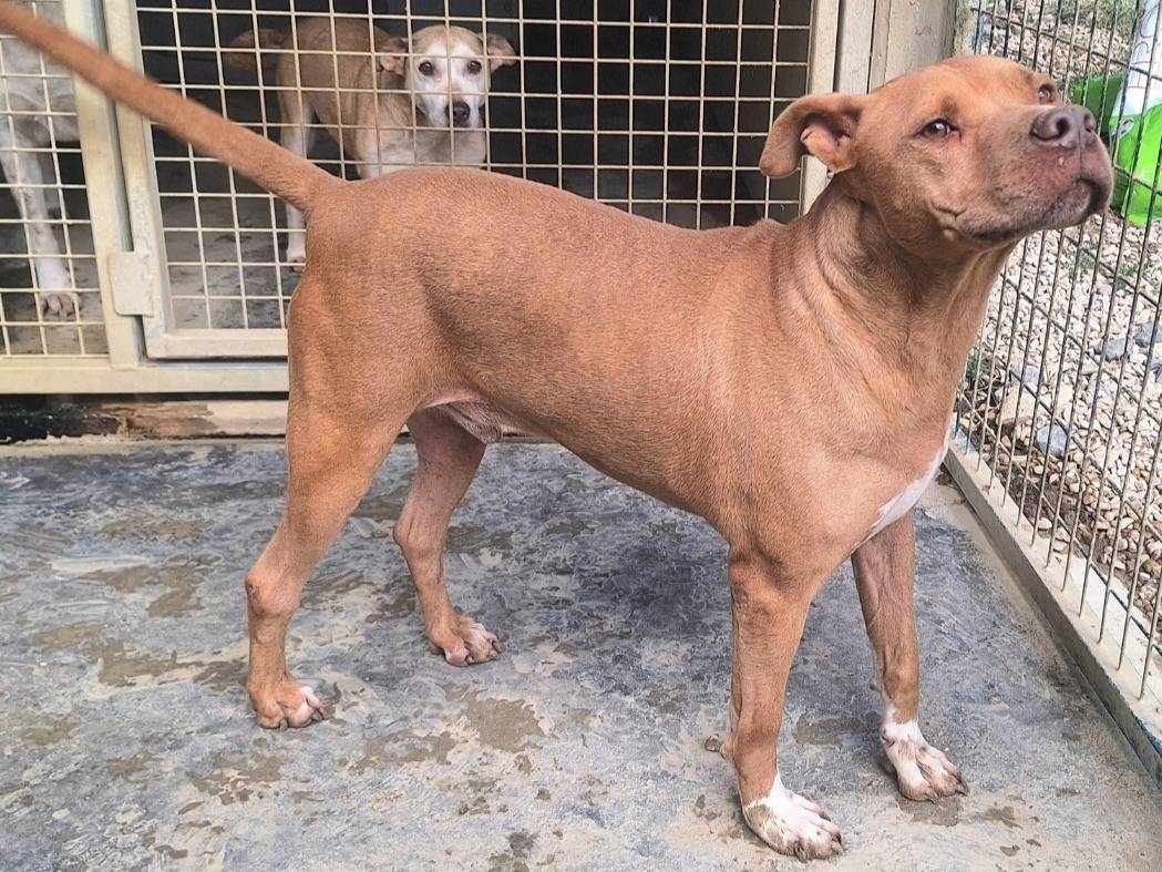 Adotta un cane, taglia media, maschio, Teramo