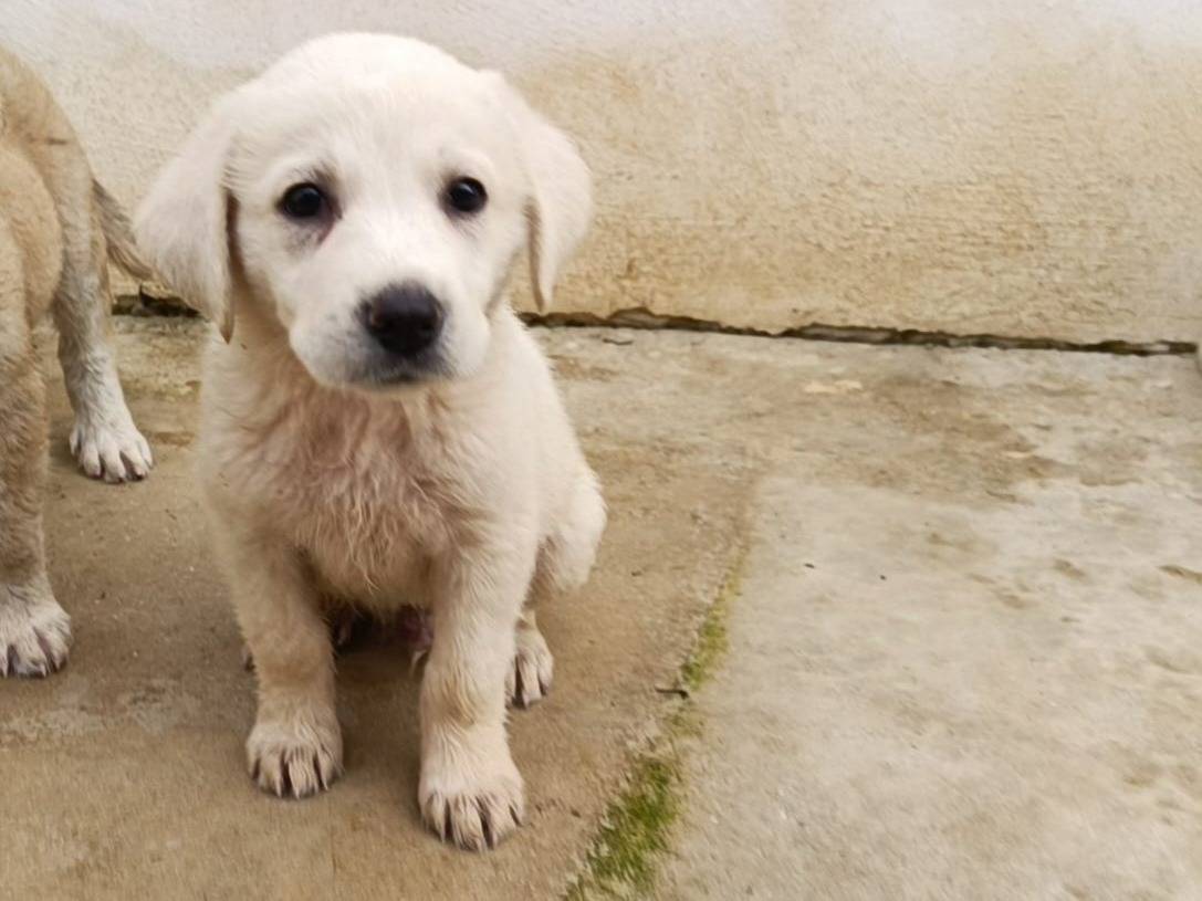 Foto dell'animale